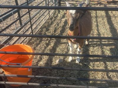 Kiko La Mancha Goat Wether