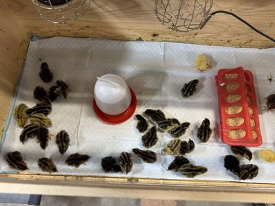 Coturnix Quail Chicks