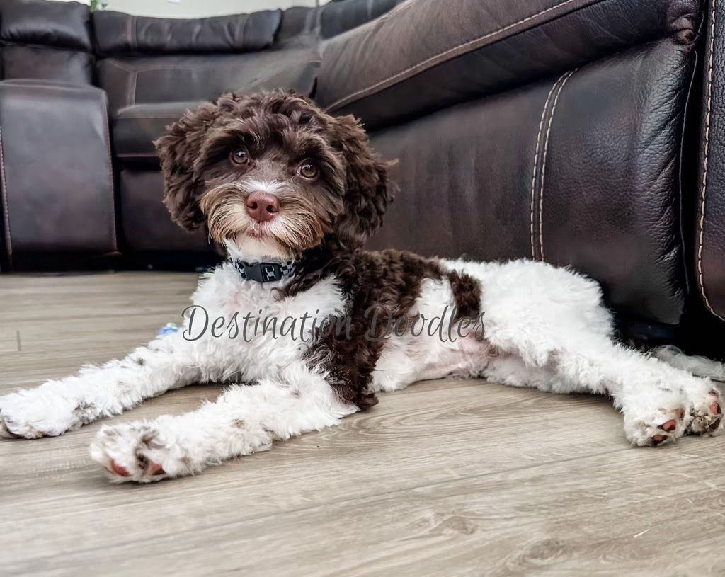 Chocolate/Brown Cavapoo Stud! 12lb and Gorgeous!