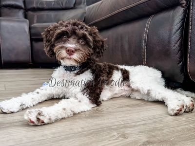 Chocolate/Brown Cavapoo Stud! 12lb and Gorgeous!