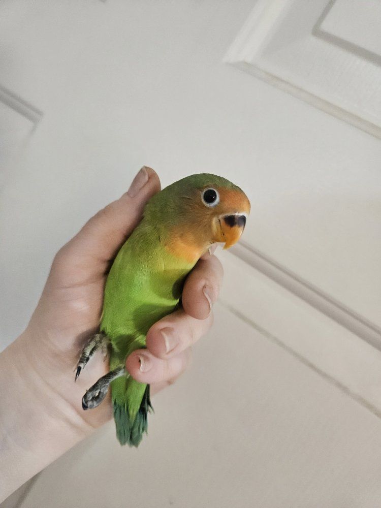 Baby Lovebirds