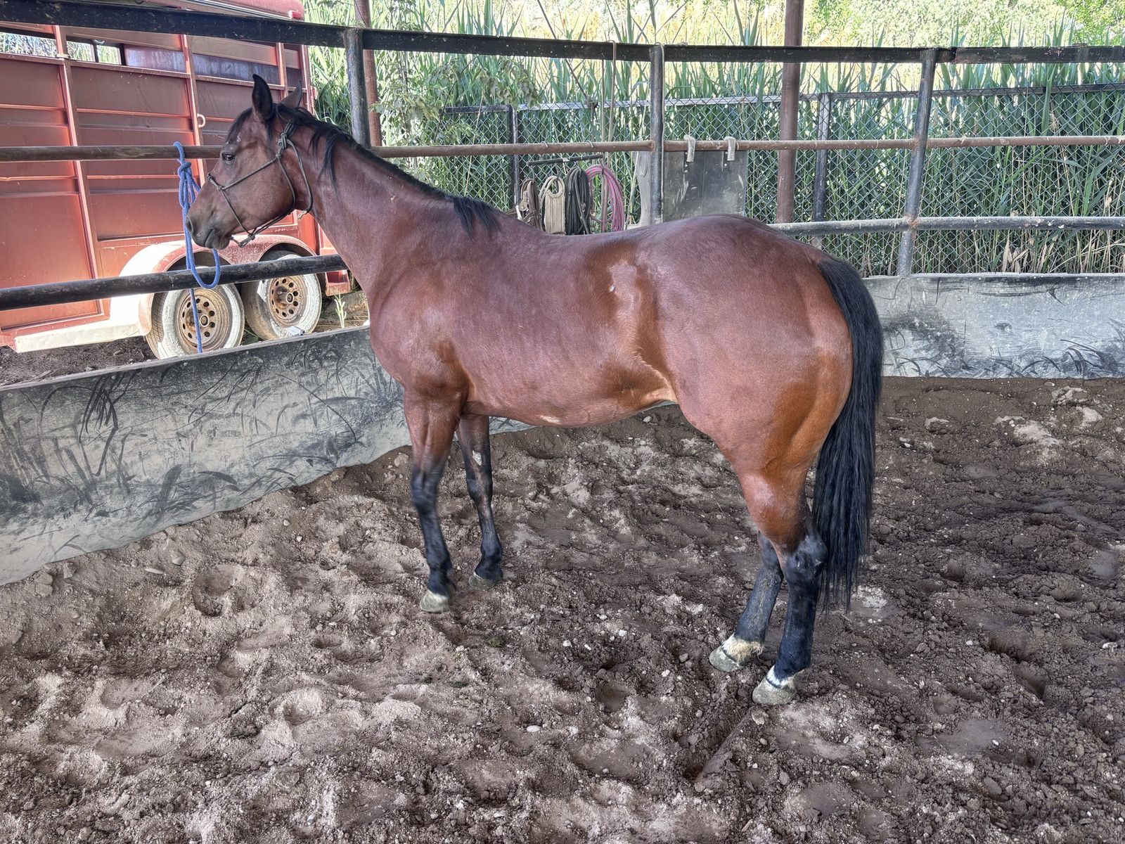 5 YRS OLD MARE
