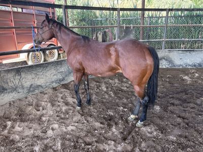5 YRS OLD MARE