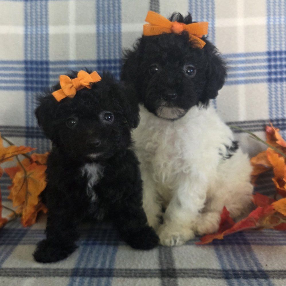 Super Cute! Curly Toy Poodle Puppies!
