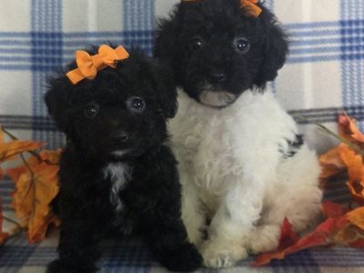 Super Cute! Curly Toy Poodle Puppies!