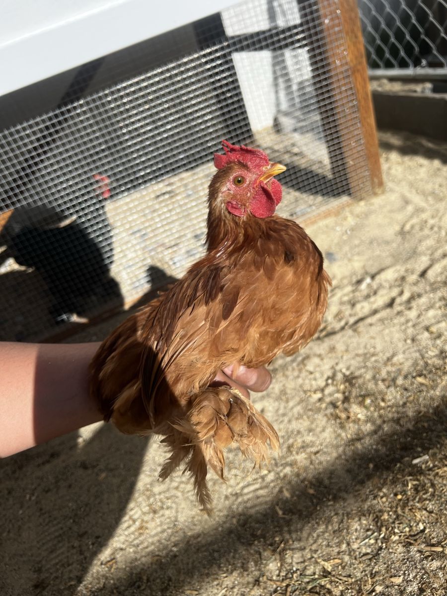 Red Cochin Bantam Rooster
