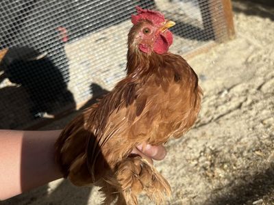 Red Cochin Bantam Rooster