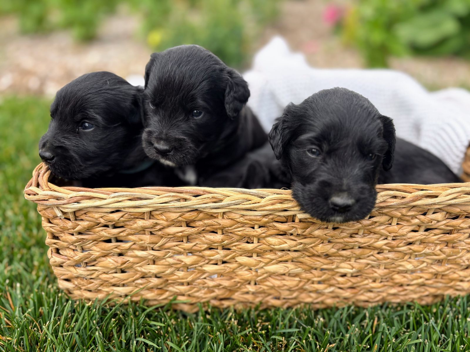 Border Retriever Puppies (Golden Retriever × Border Collie) – Raised With Exceptional Care