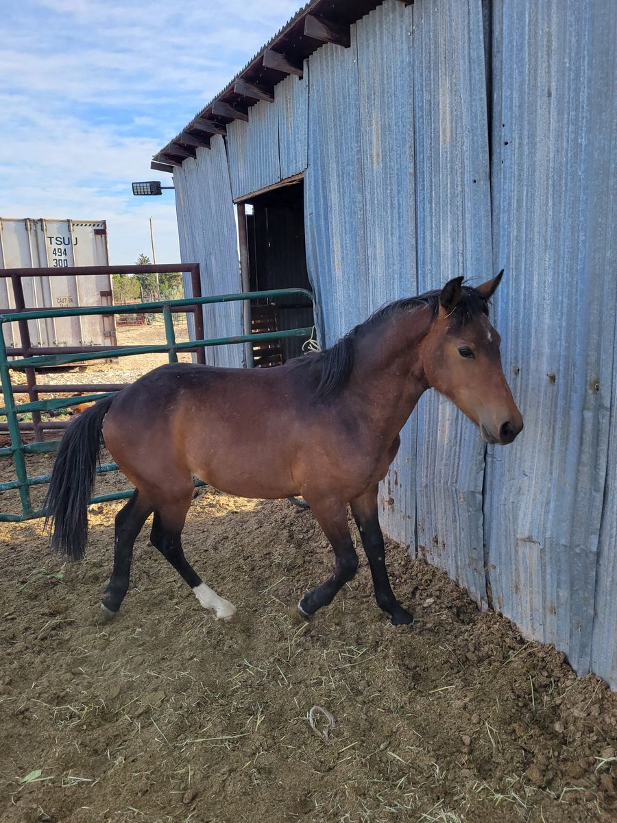 Stud colt