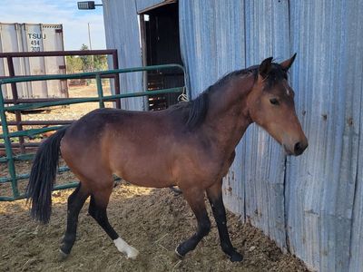Stud colt