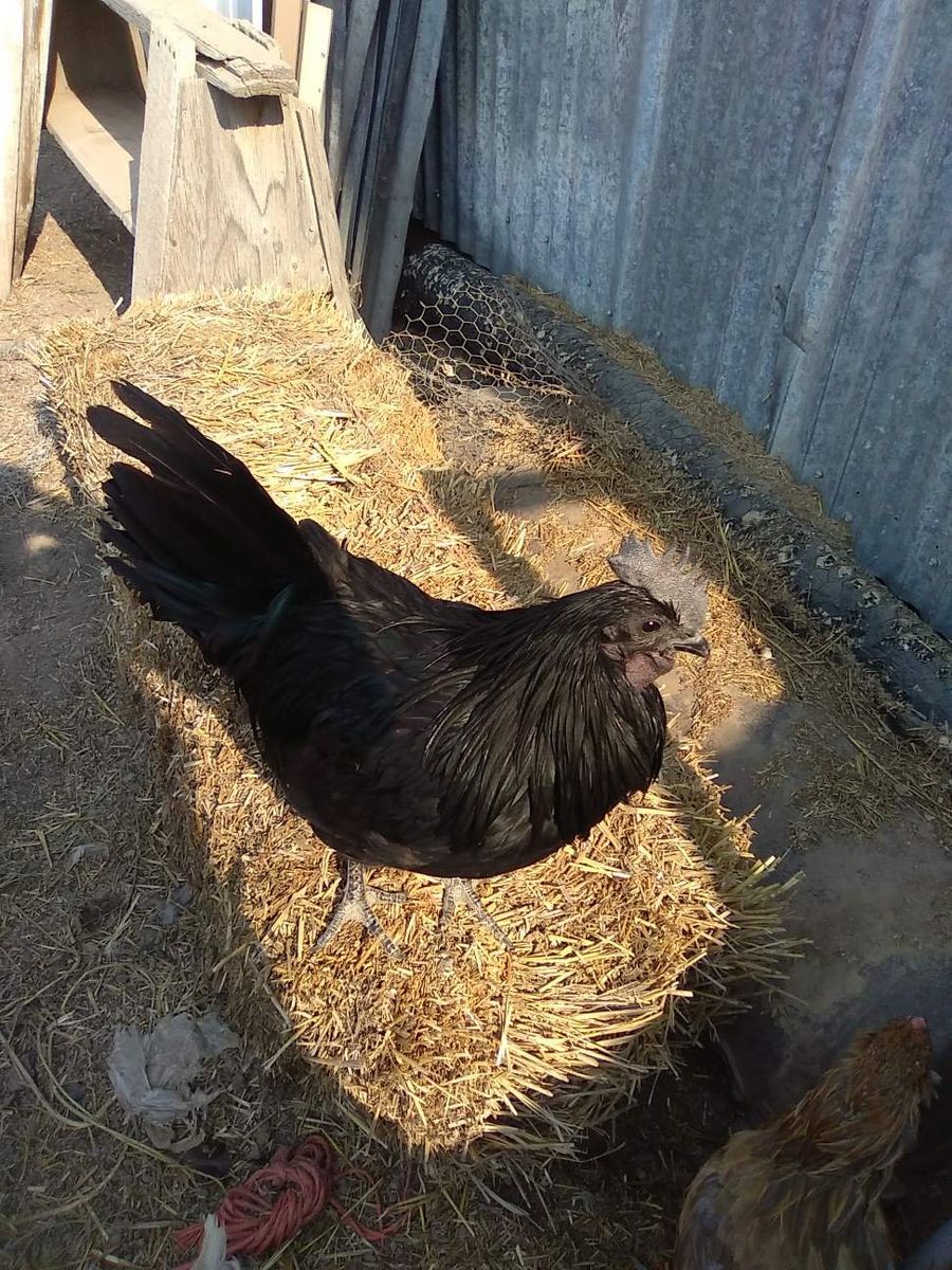 Fibro chickens and other