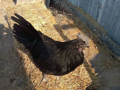 Fibro chickens and other