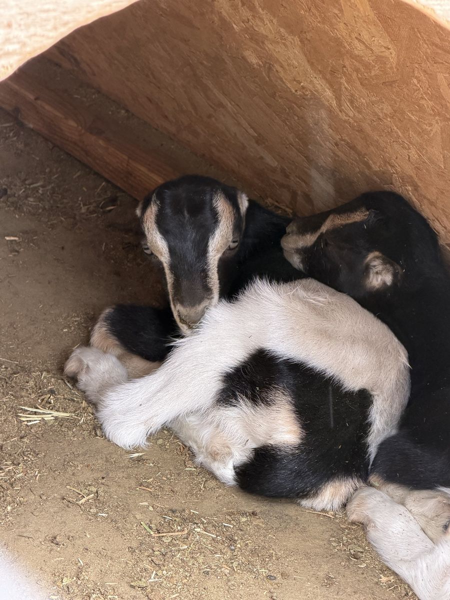 Purebred Lamancha Babies