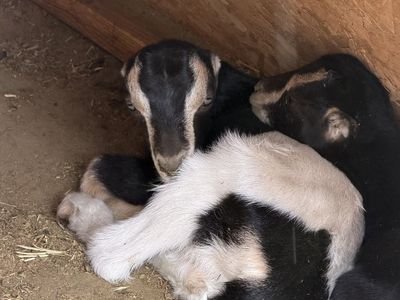 Purebred Lamancha Babies