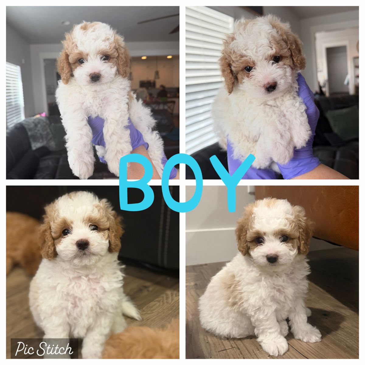 Easter Mini Cavapoo Puppies