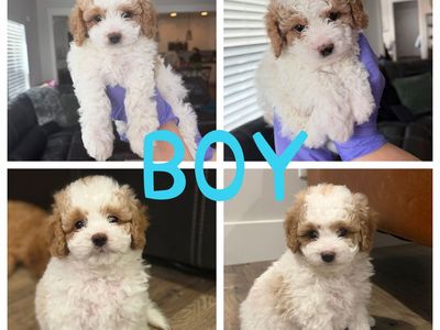 Easter Mini Cavapoo Puppies