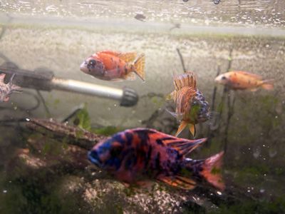 Baby cichlids