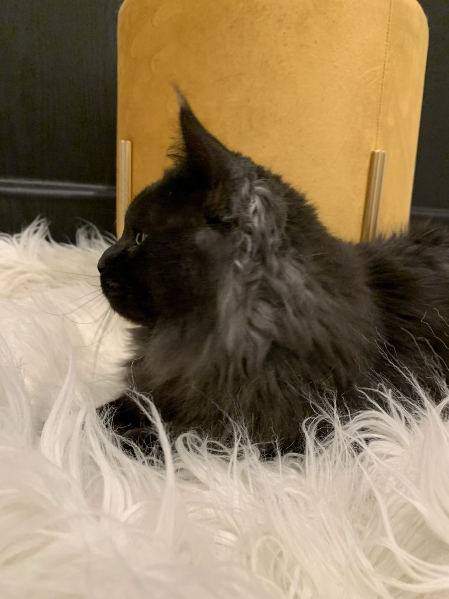 Maine Coon Male