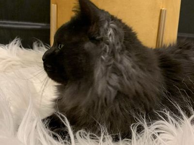 Maine Coon Male