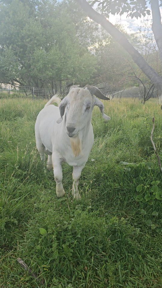 Savanna Breeding Buck