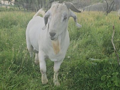 Savanna Breeding Buck