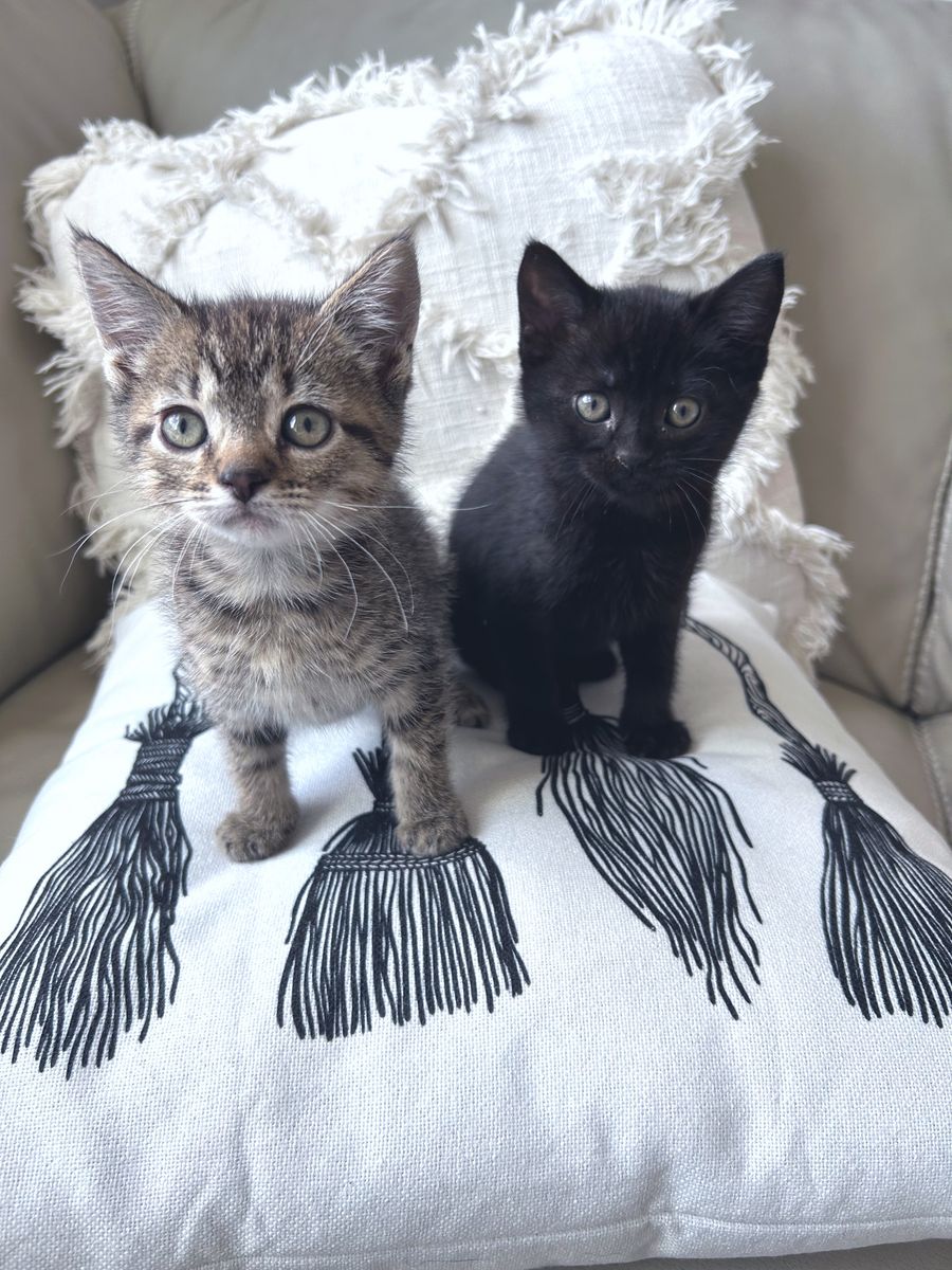Free Kittens - Russian Blue Mix