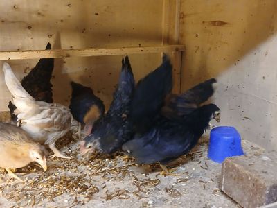 Gallitos aztecas