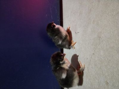 french black copper marans chicks