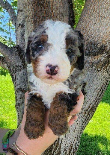 Bernedoodle Puppies!