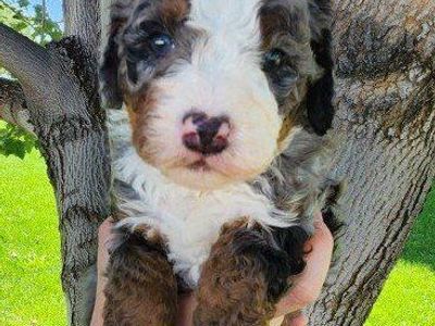 Bernedoodle Puppies!