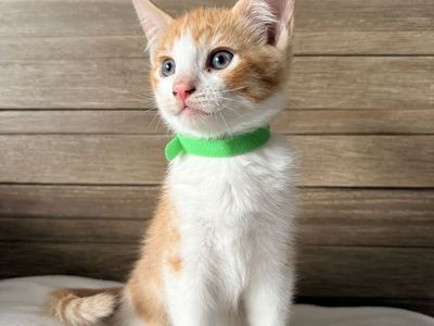 8 Week kittens