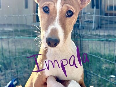 NO BARK Basenji Pups! Hypoallergenic