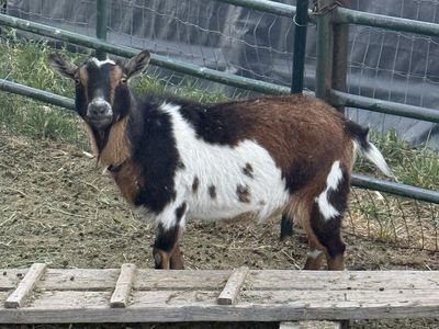 Female Goat