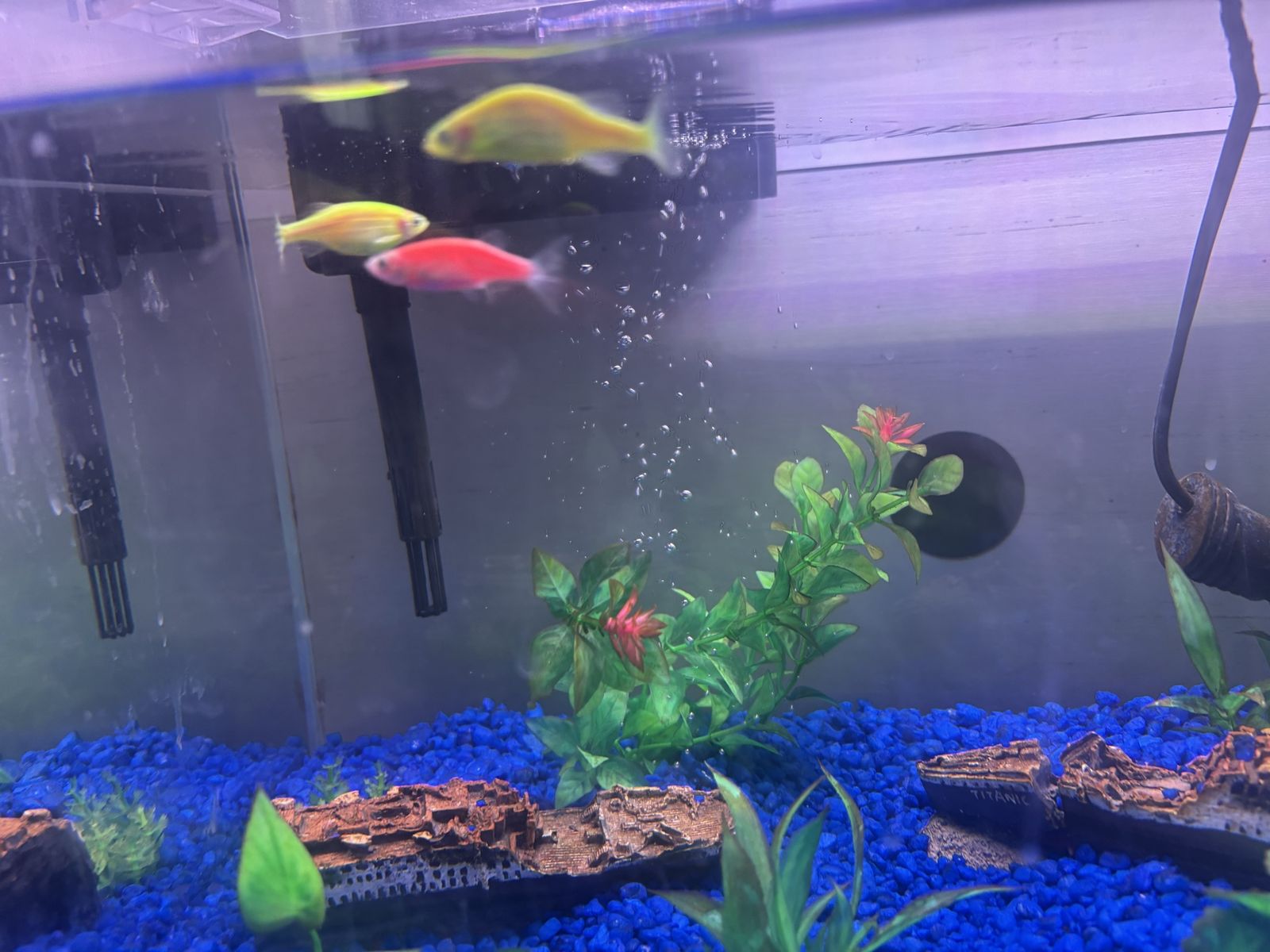 3 Used GloFish Danios - Red, Yellow, Green - Live Aquarium Fish for Rehoming in Orem