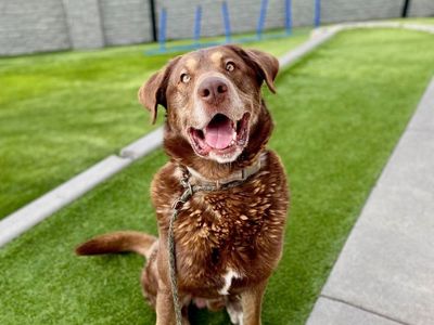 A160243 Simba is Available for Adoption!