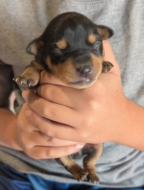 Mini Pin - Chi Pin PUPPIES AVAILABLE SOON!