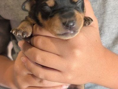 Mini Pin - Chi Pin PUPPIES AVAILABLE SOON!