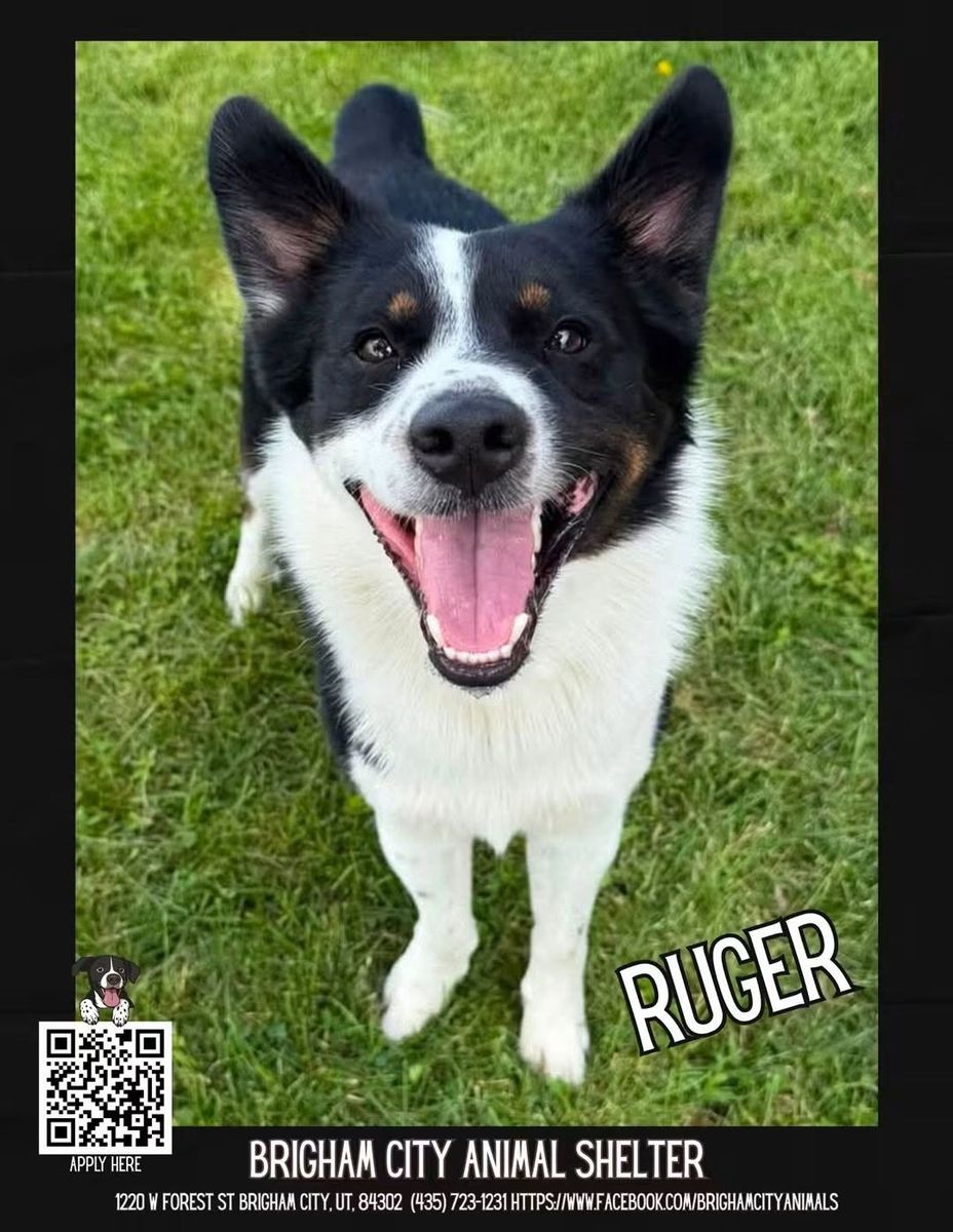 Hello! I am Ruger! I need a forever home!
