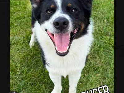 Hello! I am Ruger! I need a forever home!