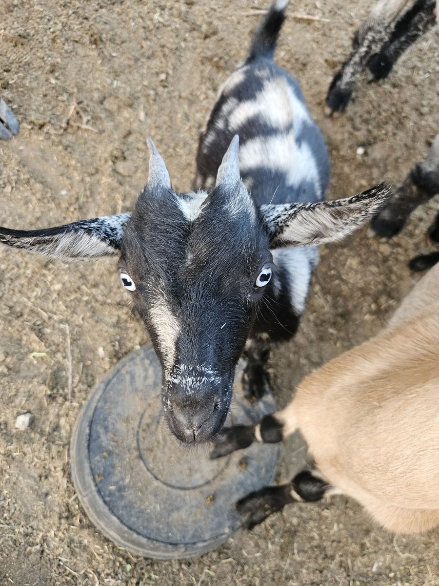 Moon spot doeling