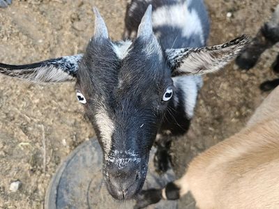 Moon spot doeling