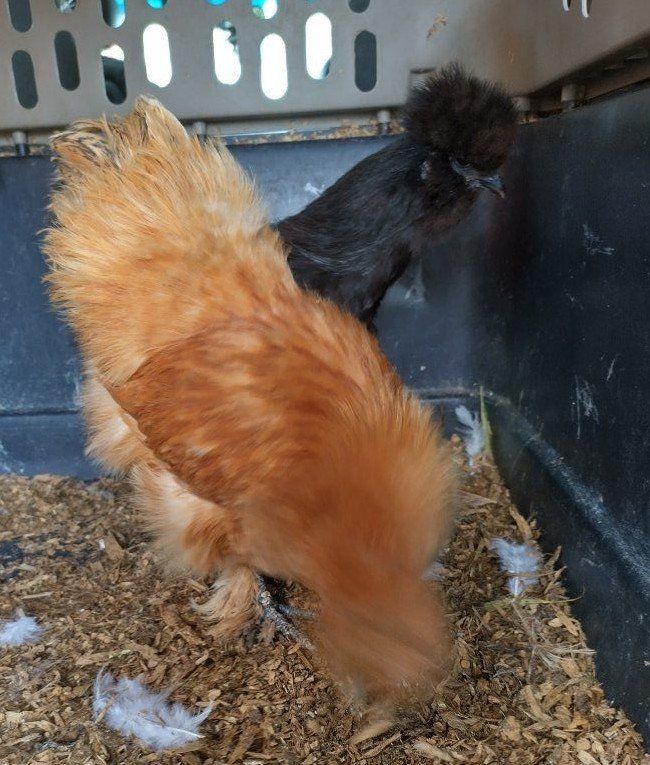2 hen SILKIE Chicken female laying