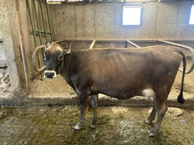 Registered A2A2 Jersey Cow
