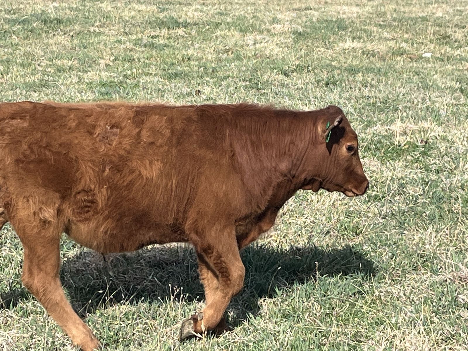 Calves 1900.00   2200.00