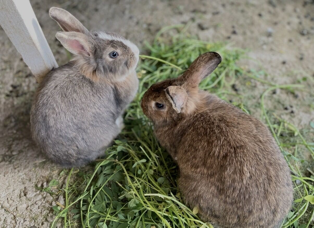 Female Rabbits