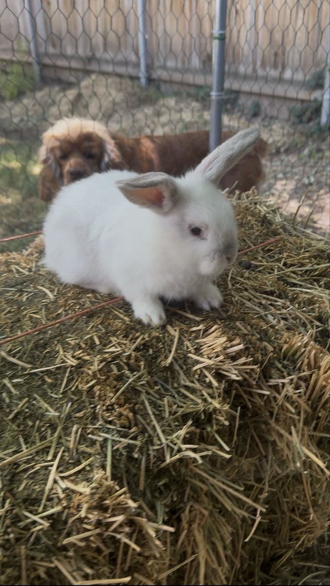Baby Holland Lop Bunny (Buck)