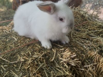 Baby Holland Lop Bunny (Buck)