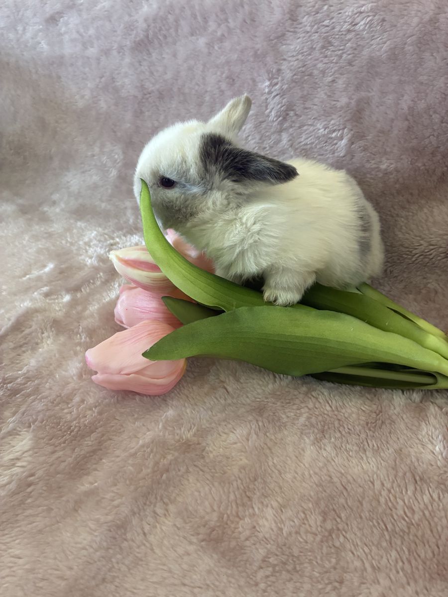 Holland lop doe
