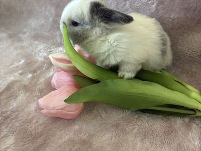 Holland lop doe