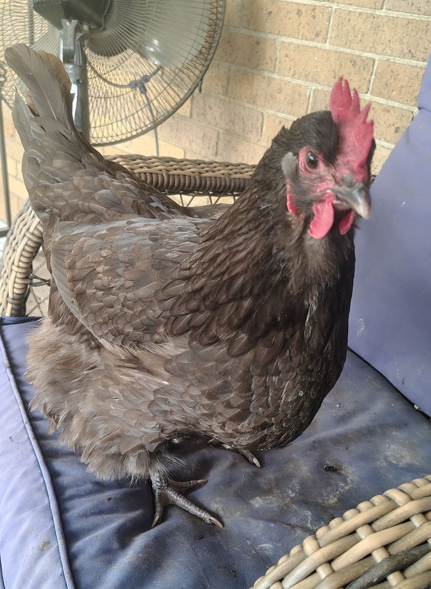 Chickens - laying hens and younger